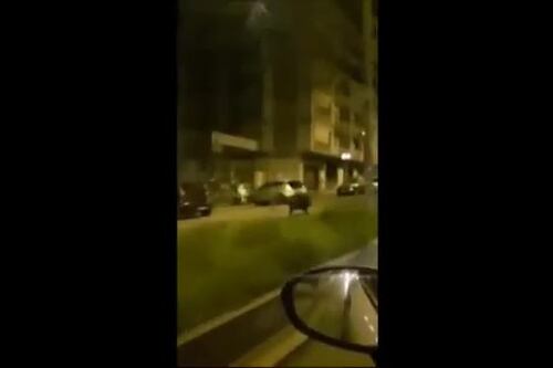 Roma, la folle corsa del cinghiale in via Baldo degli Ubaldi