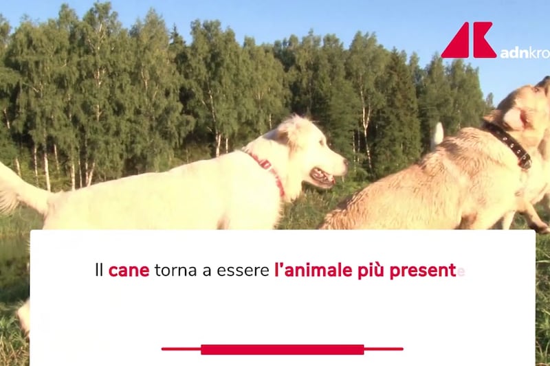 Un italiano su tre vive con un animale da compagnia