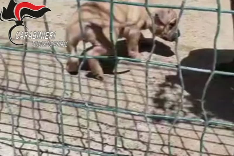 Parma, pitbull dopati per combattere: sequestri in diverse province